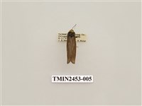 藏品(烏閃苔蛾)的圖片